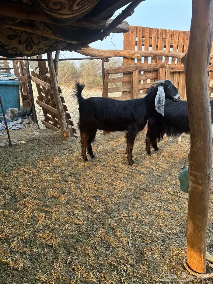 معزا عوارض 4