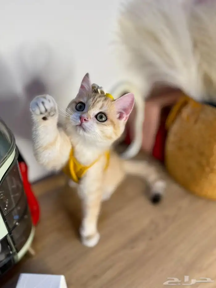 قطط للبيع سكوتش مستويات عاليه 1