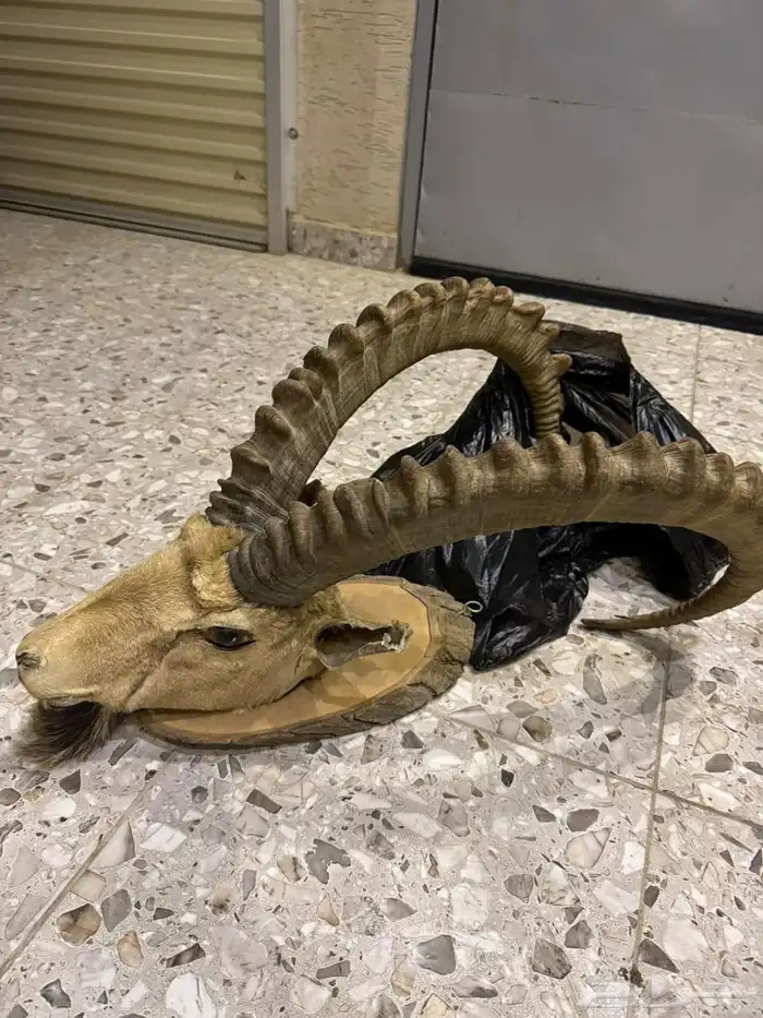 وعل محنط قرونه 6 أشبار 2