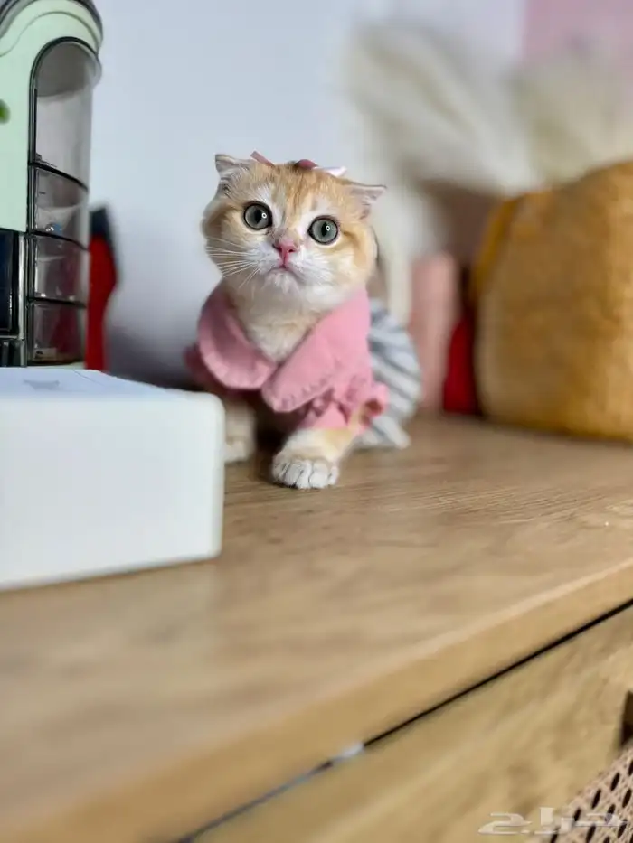 قطط للبيع سكوتش مستويات عاليه 2