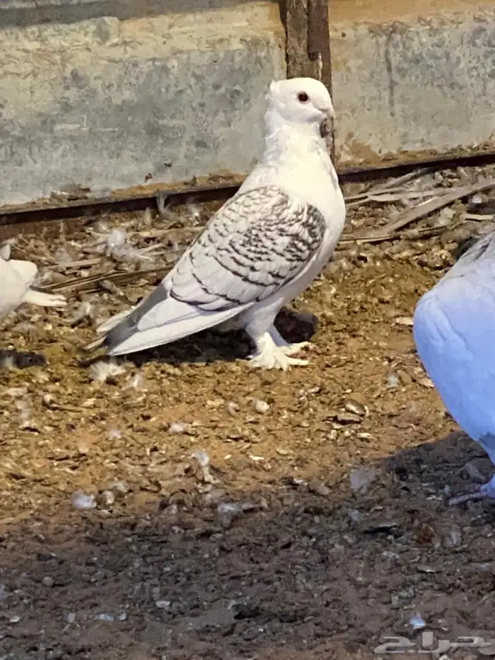 حمام حب رمان 0