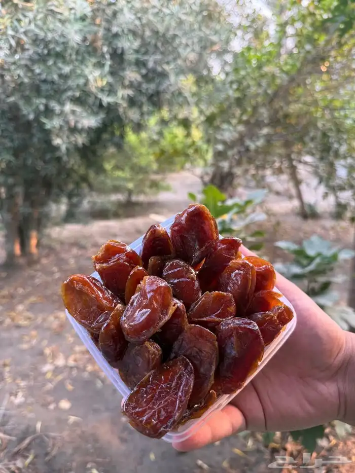 لمنتجات تمور خلاص وشيشي ويدوي دبس خلاص وشيشي يدوي و مصنع 0