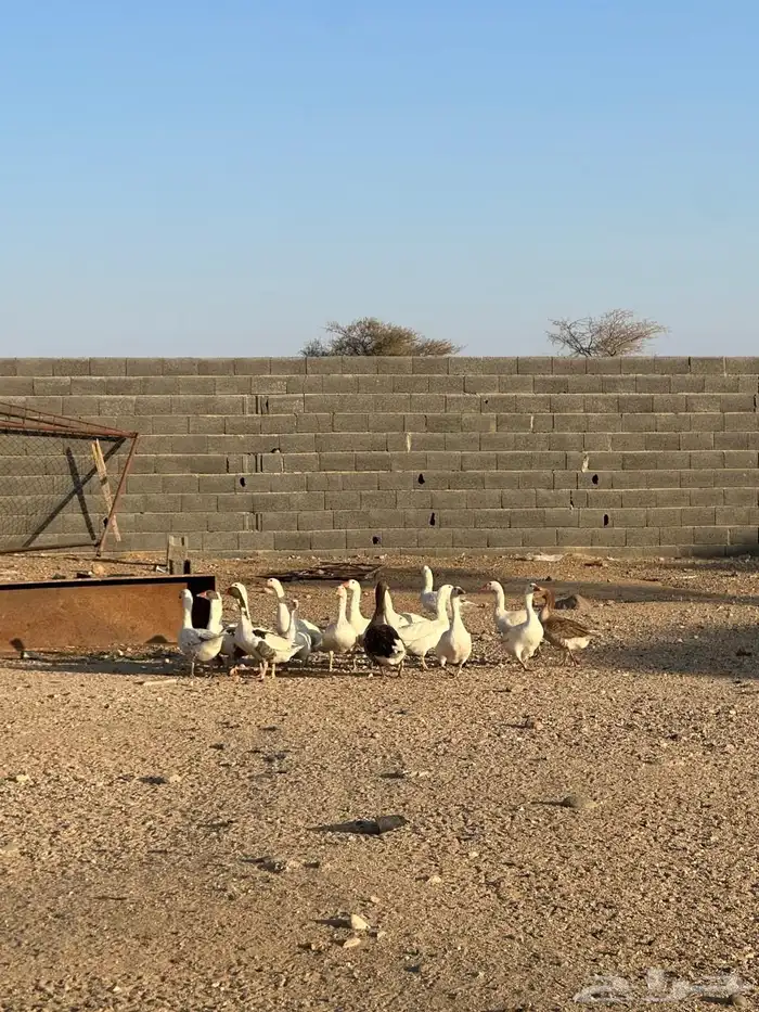 إوز العدد 15 2