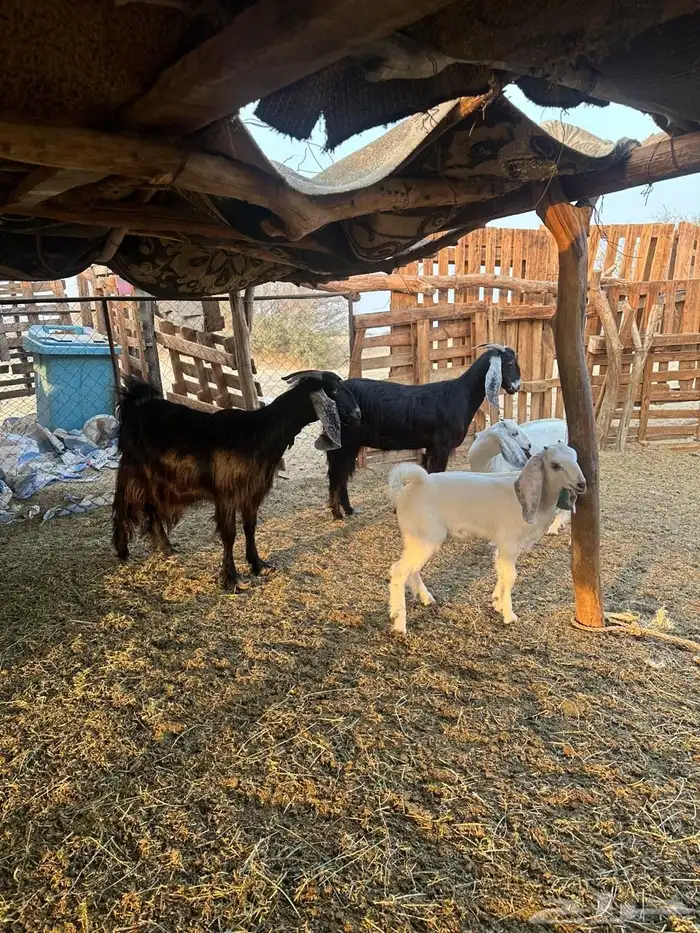 معزا عوارض 0