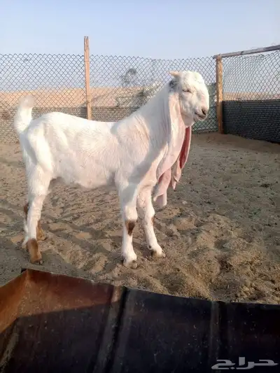 تيوس 2 اعمارهم 4 شهور سمان ومشاريع فحول طيبه من حلال طيب index