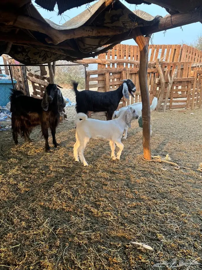 معزا عوارض 2