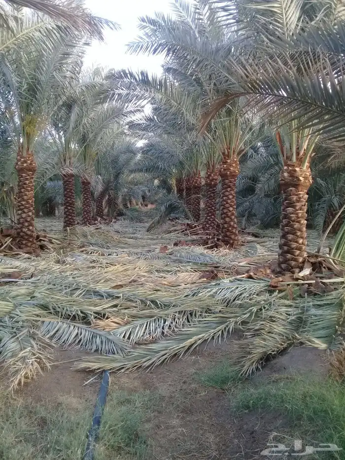 نخيل عربي فسائل نخل نخل عربي نقايل 65
