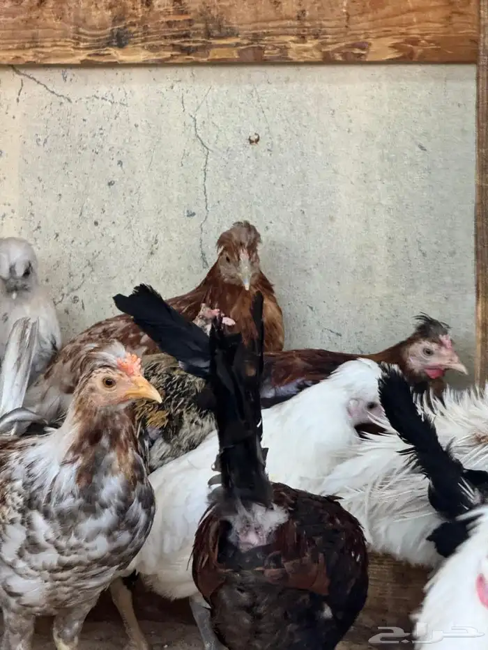 للبيع دجاج و دياكة بلدي 6