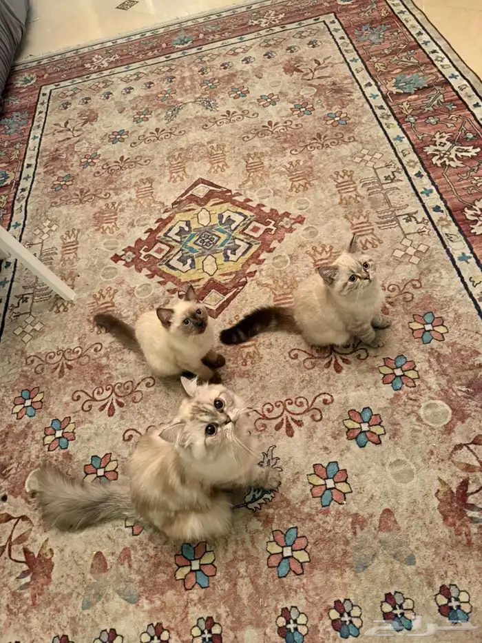 قطط للبيع صحتها سليمه 1