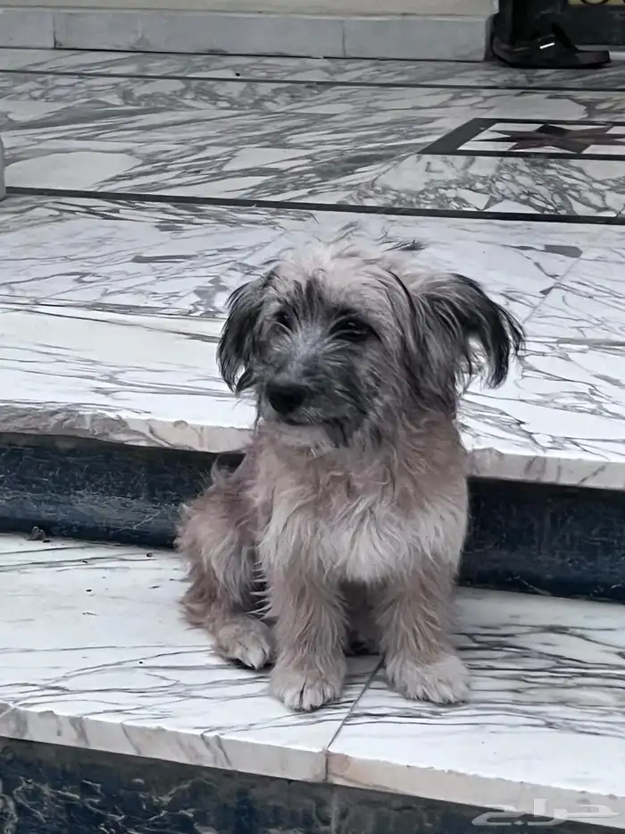 كلب تيريرا 4