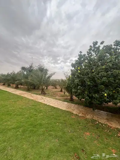 استراحه للايجار اليومي بالقديه ضرما 400 index