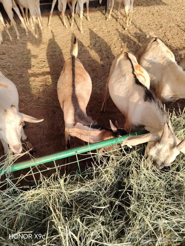 تيوس وبرابر نخب أول بأسعار ولا في الخيال 6