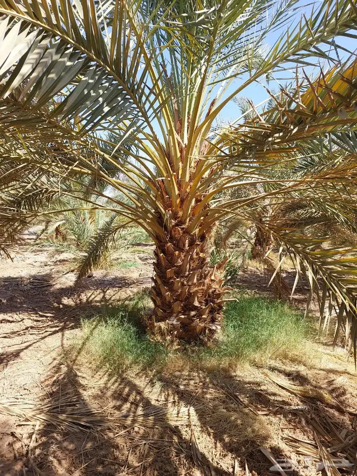 نخيل عربي فسائل نخل نخل عربي نقايل 10