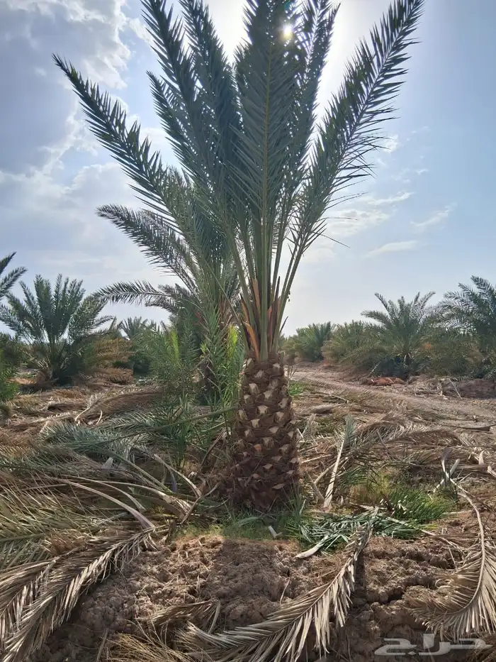 نخيل عربي فسائل نخل نخل عربي نقايل 1