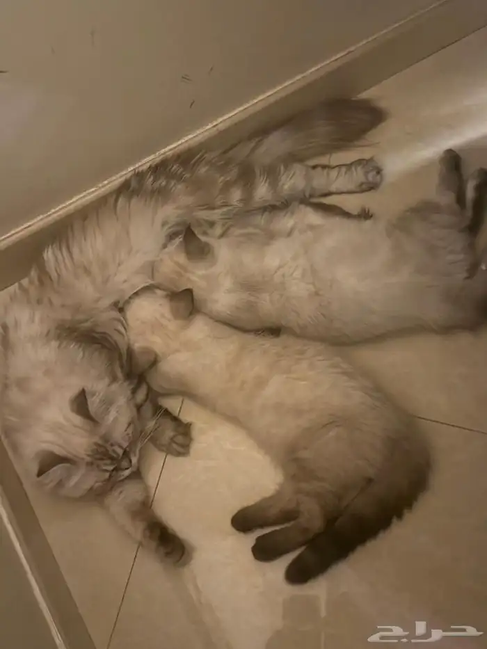 قطط للبيع صحتها سليمه 3