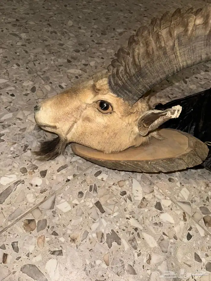 وعل محنط قرونه 6 أشبار 1