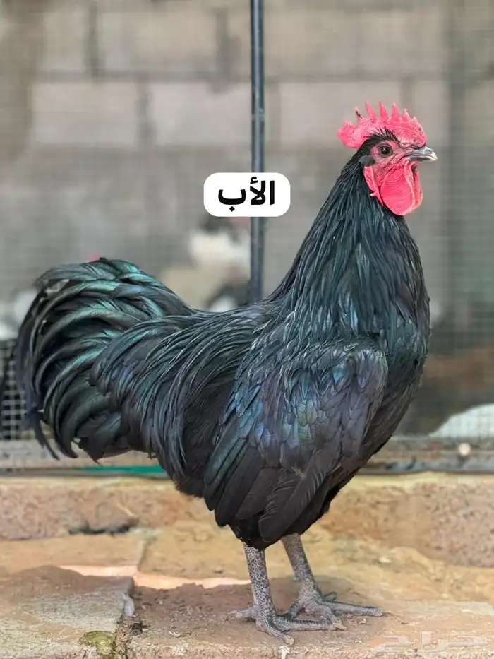 للبيع ديوك استرالوب 3 شهور ونصف (راجع اعلاناتي) 4