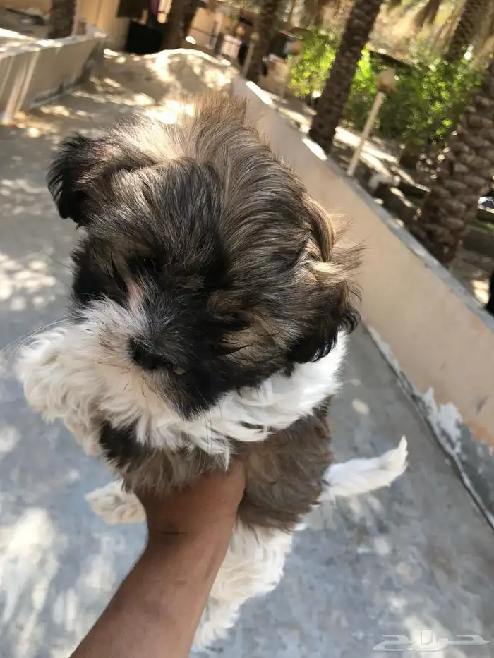 كلب مالتيز جرو كيوت 5