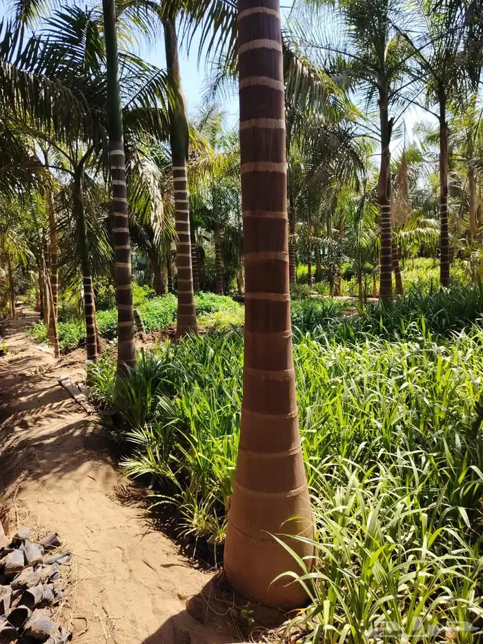 نخيل ملوكي نخيل واشنطني بسعار مناسبه نارجيل 0