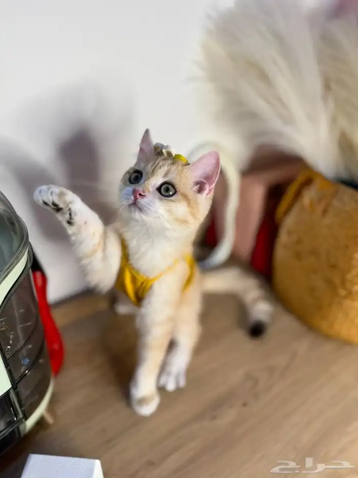 قطط للبيع سكوتش مستويات عاليه 0