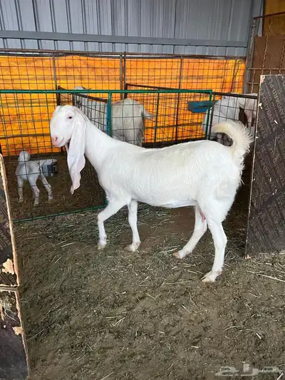 تيس ابيض ابرص index