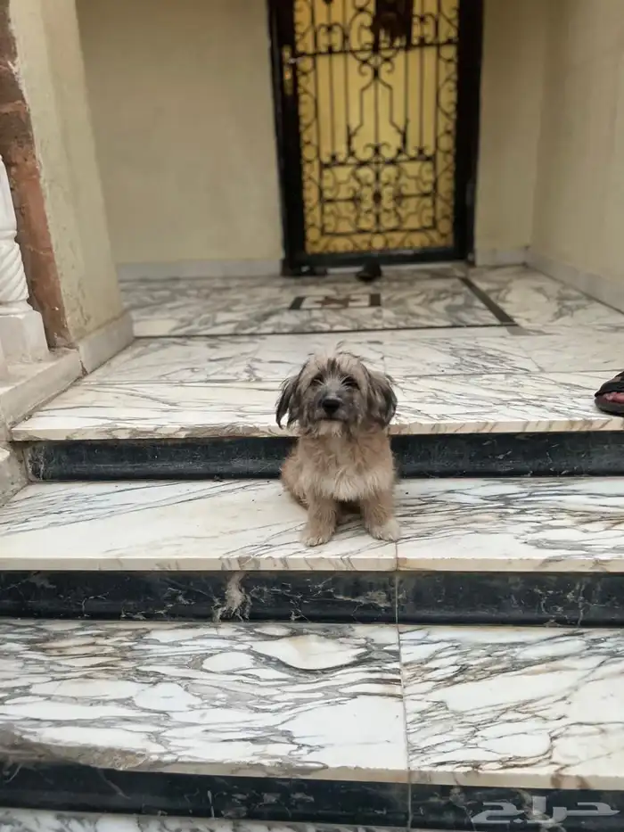 كلب تيريرا 5