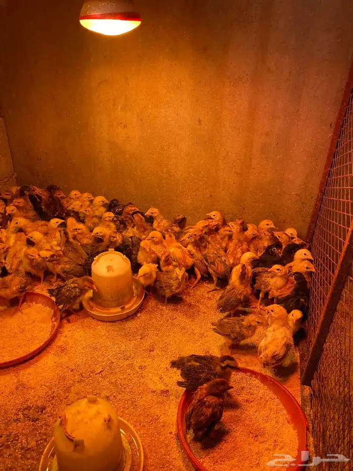 فروخ دجاج فرنسي 0