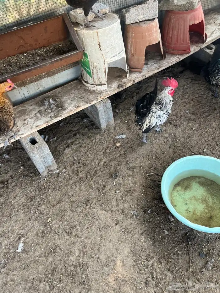 ديكه للبيع بلدي نظيف 4