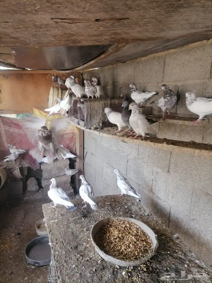 حمام للبيع العدد 45 حبه 2