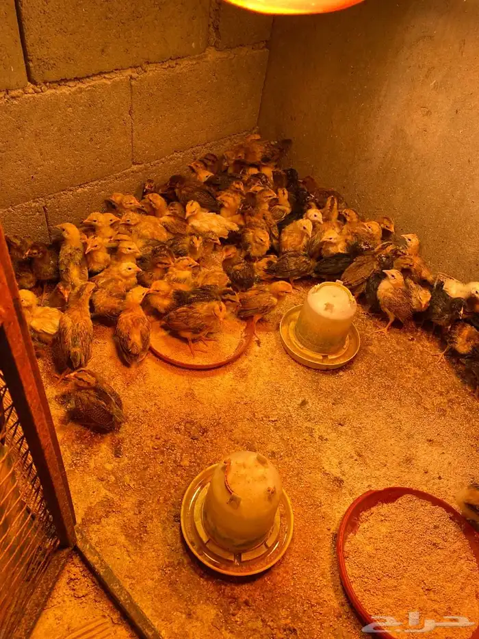 فروخ دجاج فرنسي 2