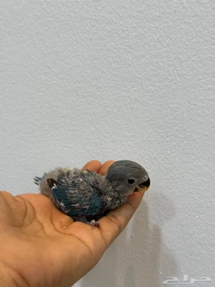 فروخ روز تركواز وفايلوت 0