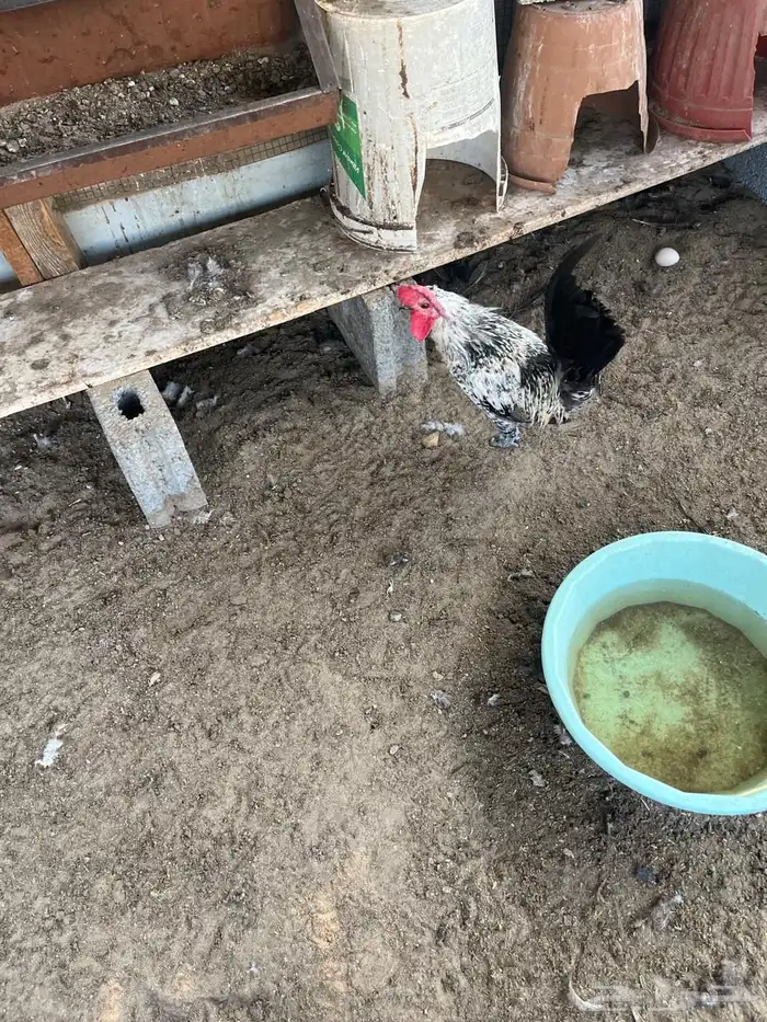 ديكه للبيع بلدي نظيف 1