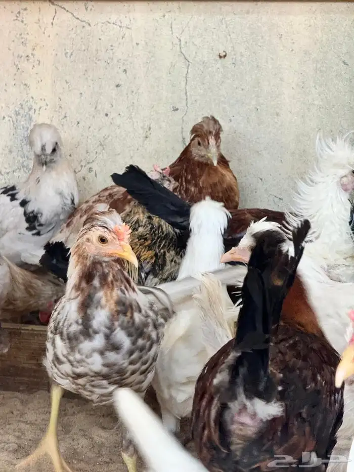 للبيع دجاج و دياكة بلدي 8