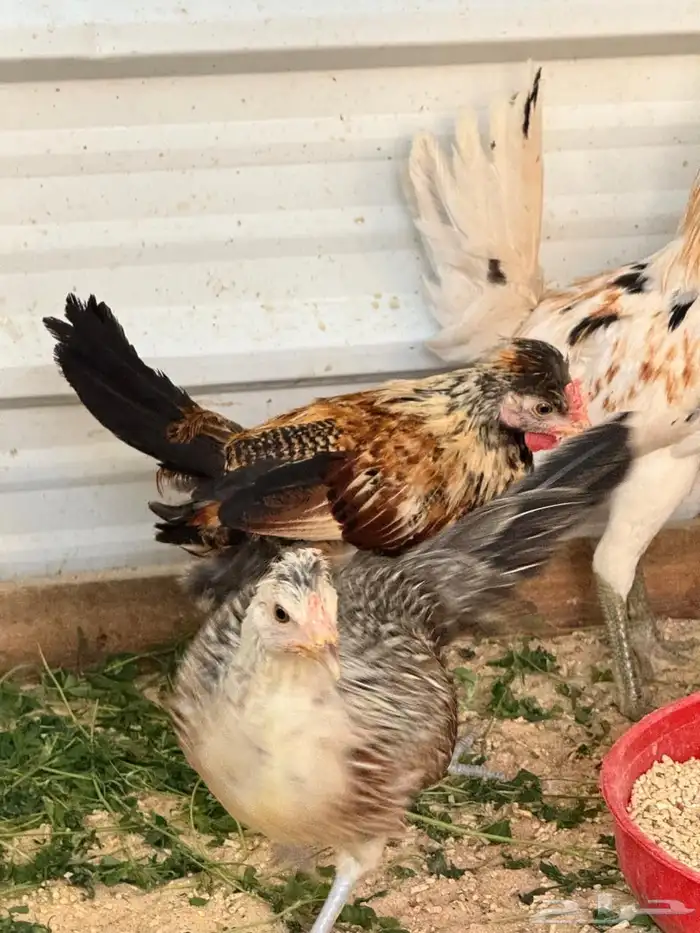 للبيع دجاج و دياكة بلدي 10