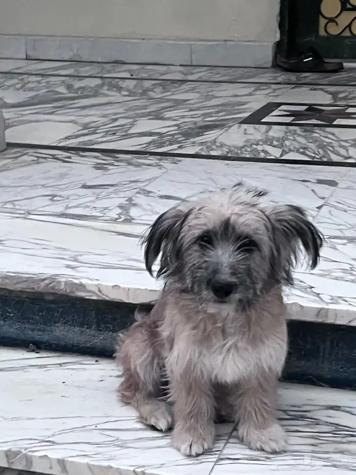 كلب تيريرا 1