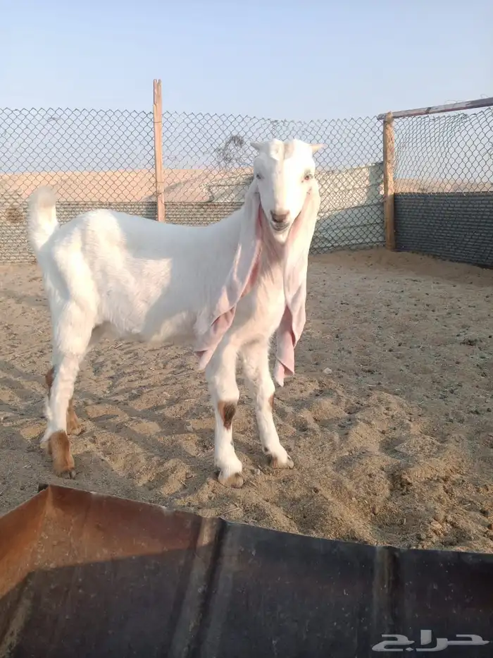 تيوس 2 اعمارهم 4 شهور سمان ومشاريع فحول طيبه من حلال طيب 2