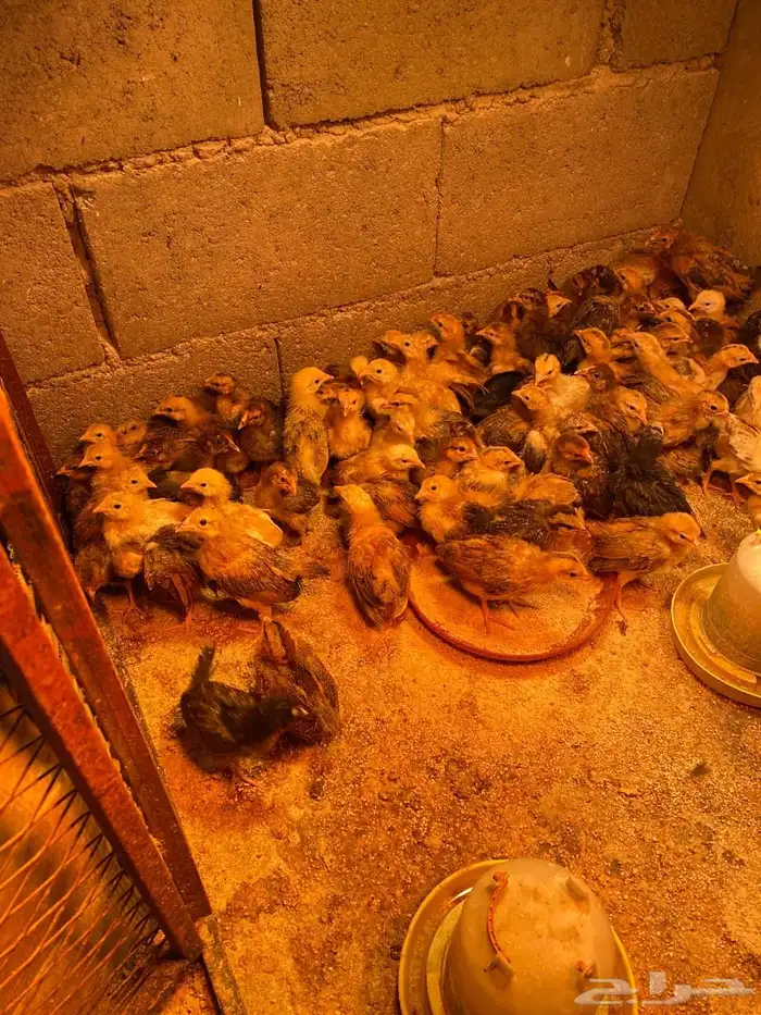 فروخ دجاج فرنسي 3