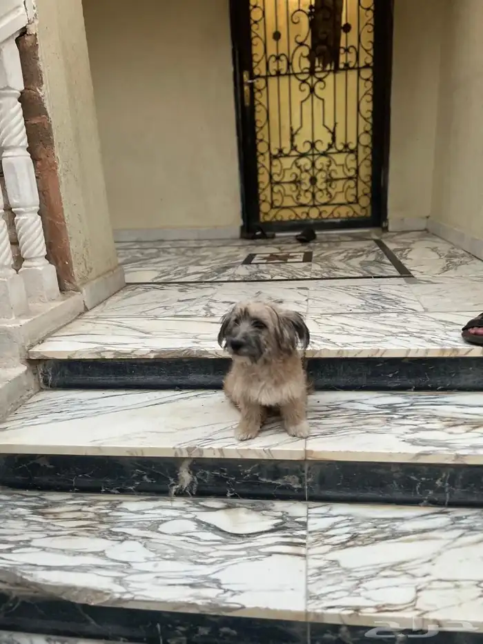 كلب تيريرا 2