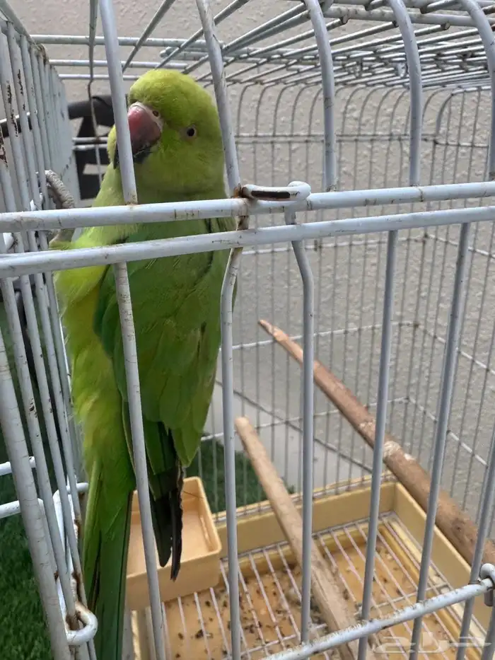 ببغاء الدره اليف 0