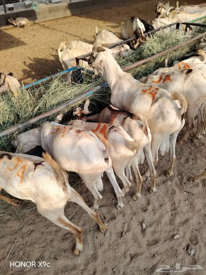 تيوس وبرابر نخب أول بأسعار ولا في الخيال 1