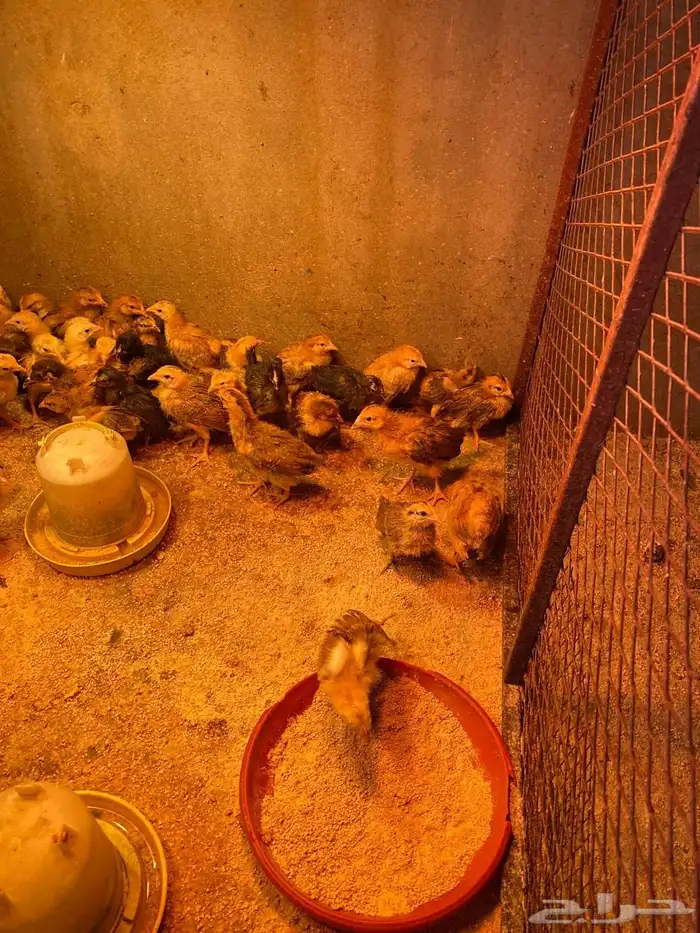 فروخ دجاج فرنسي 4