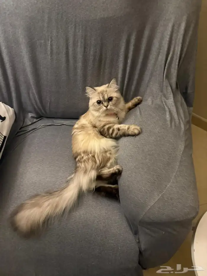 قطط للبيع صحتها سليمه 0