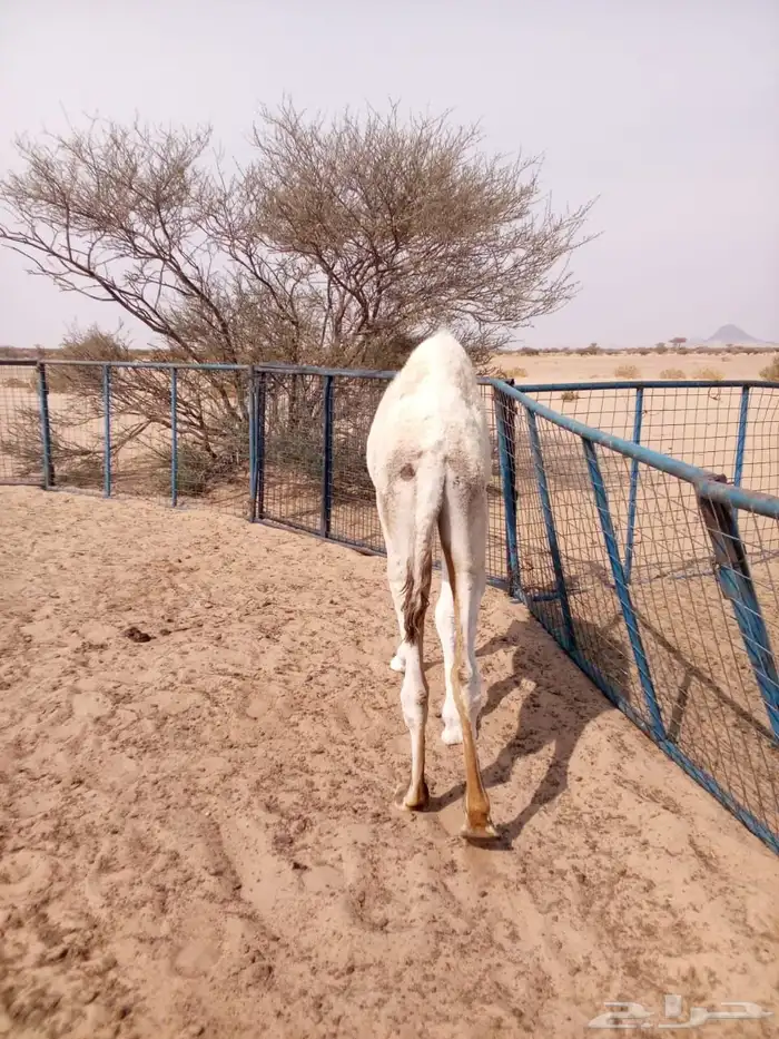 للبيع قعود 1