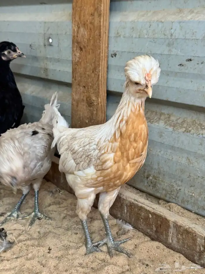 للبيع دجاج و دياكة بلدي 3