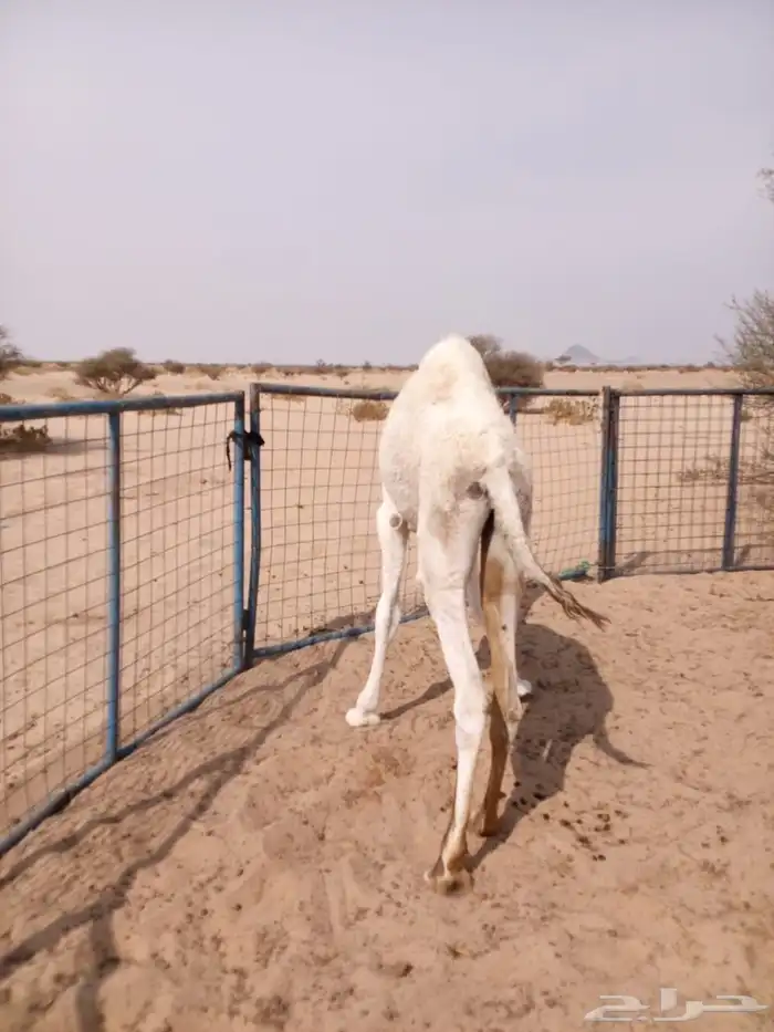 للبيع قعود 2