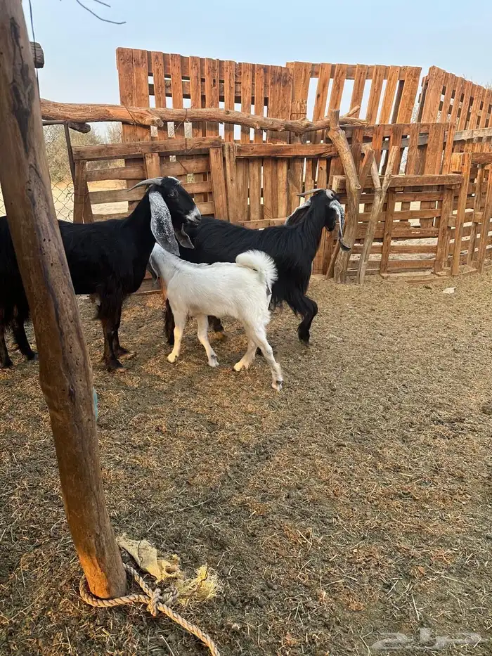 معزا عوارض 3