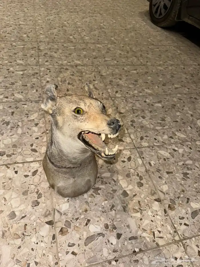 وعل محنط قرونه 6 أشبار 5