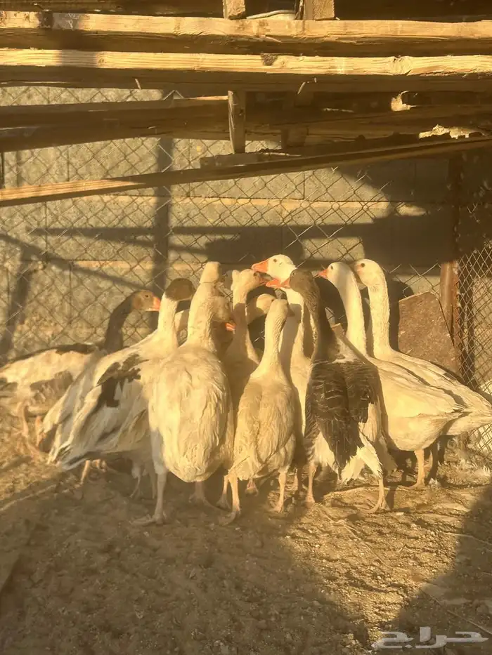 إوز العدد 15 0