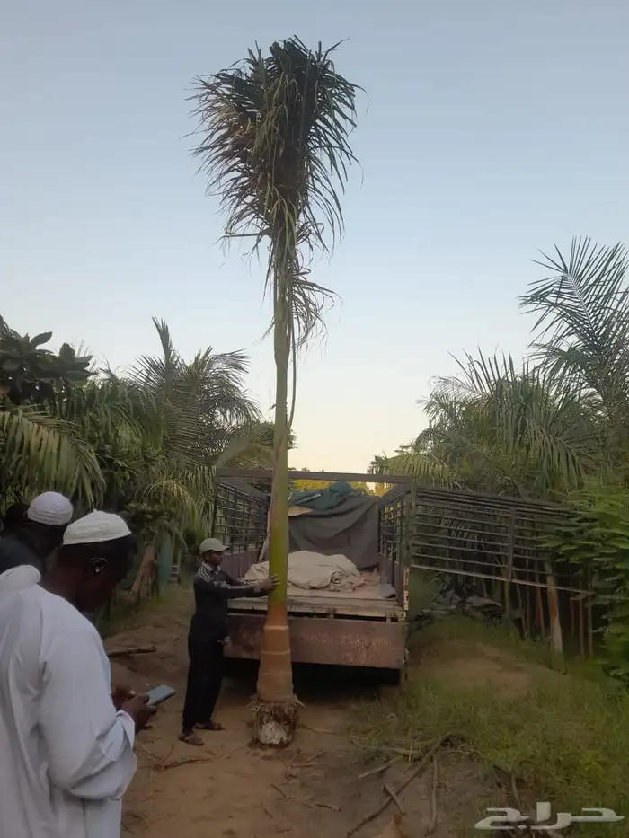 نخيل ملوكي نخيل واشنطني بسعار مناسبه نارجيل 15