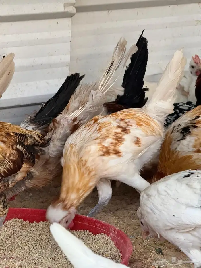 للبيع دجاج و دياكة بلدي 7